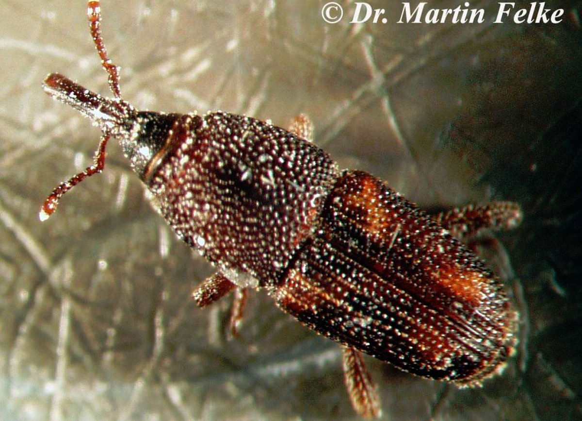 Reiskäfer MF Schädlingsbekämpfung