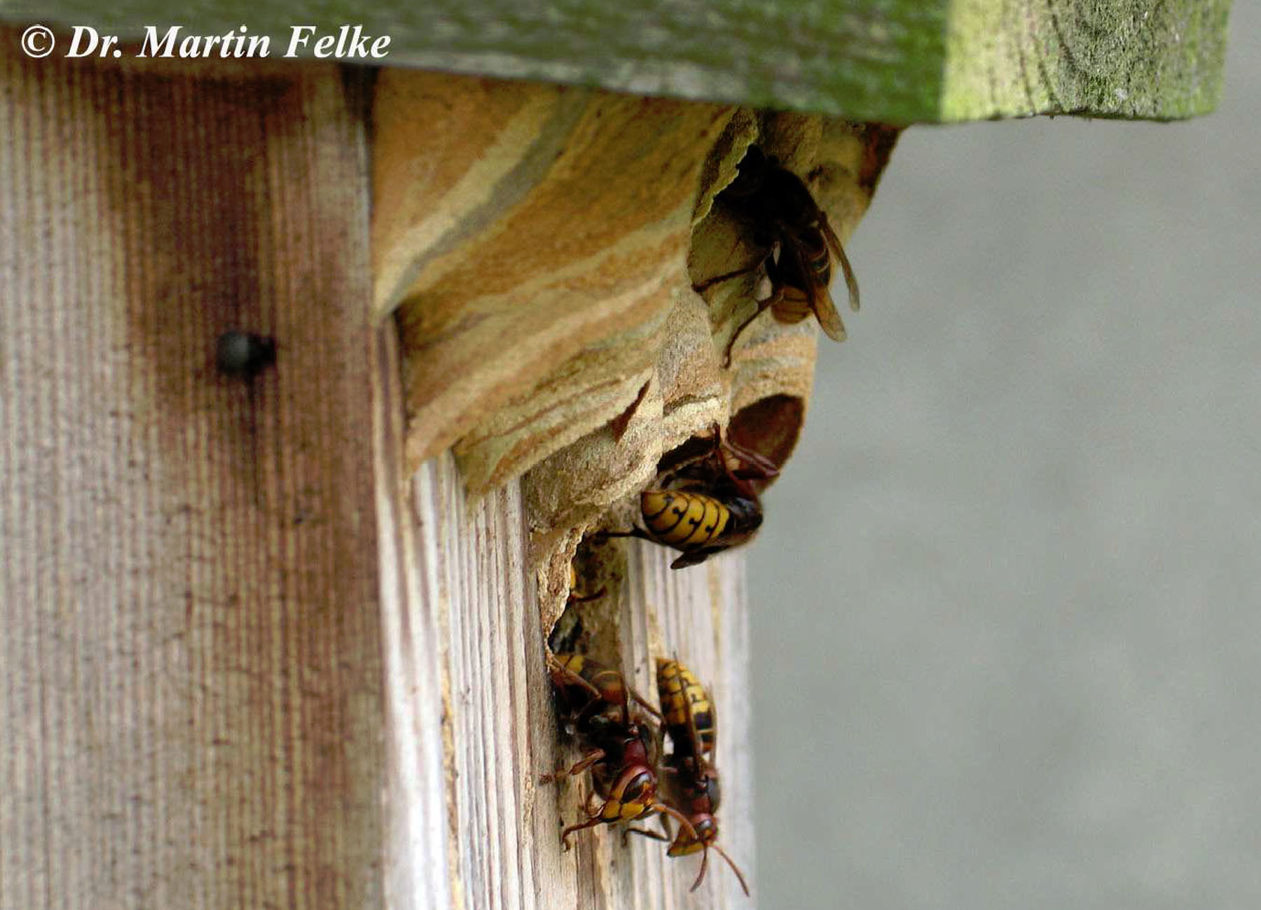 Hornisse MF Schädlingsbekämpfung